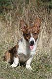 CORGI CARDIGAN 053